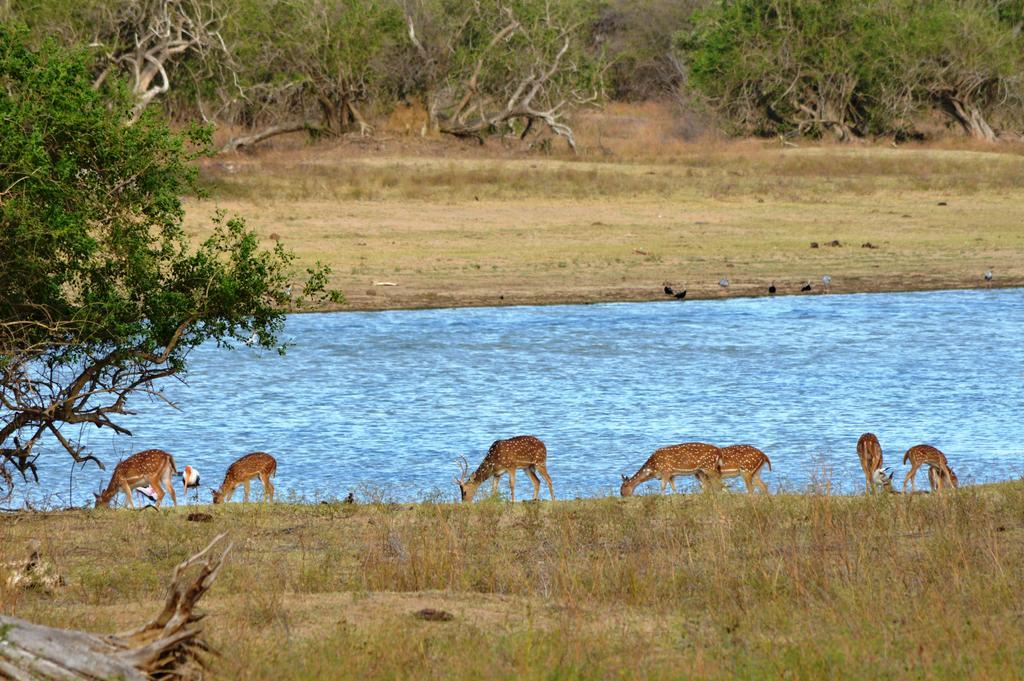 Wild Panthera Yala Tissamaharama Zewnętrze zdjęcie