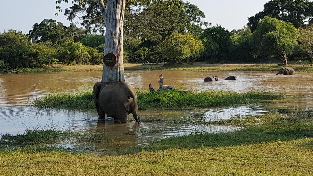 Wild Panthera Yala Tissamaharama Zewnętrze zdjęcie