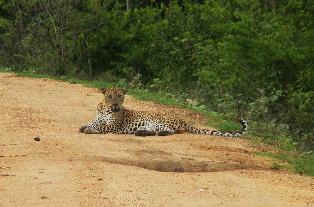 Wild Panthera Yala Tissamaharama Zewnętrze zdjęcie